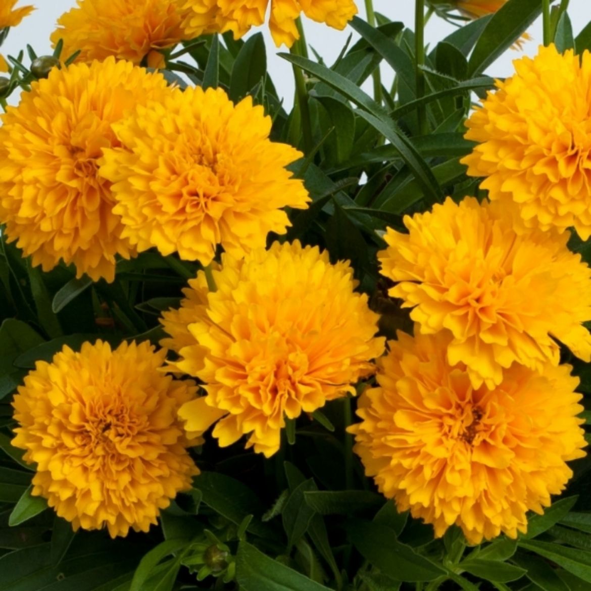 Picture of Coreopsis gra. Solanna™ Golden Sphere