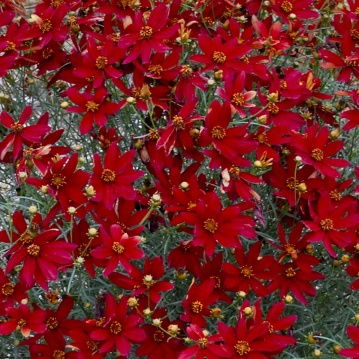 Overdevest Nurseries, LP-Coreopsis ver. Sizzle & Spice™ 'Hot Paprika'