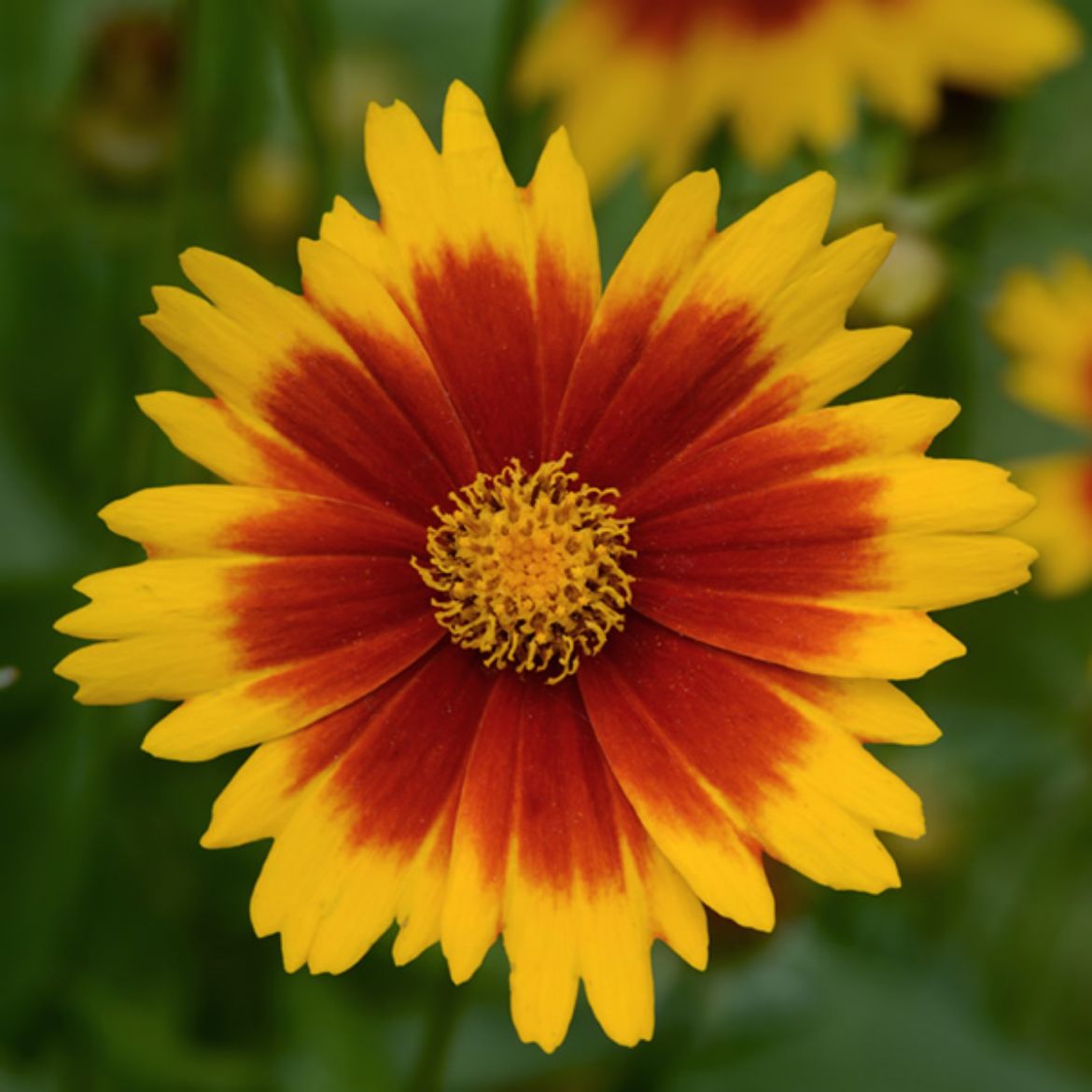 Picture of Coreopsis UpTick™ Gold & Bronze