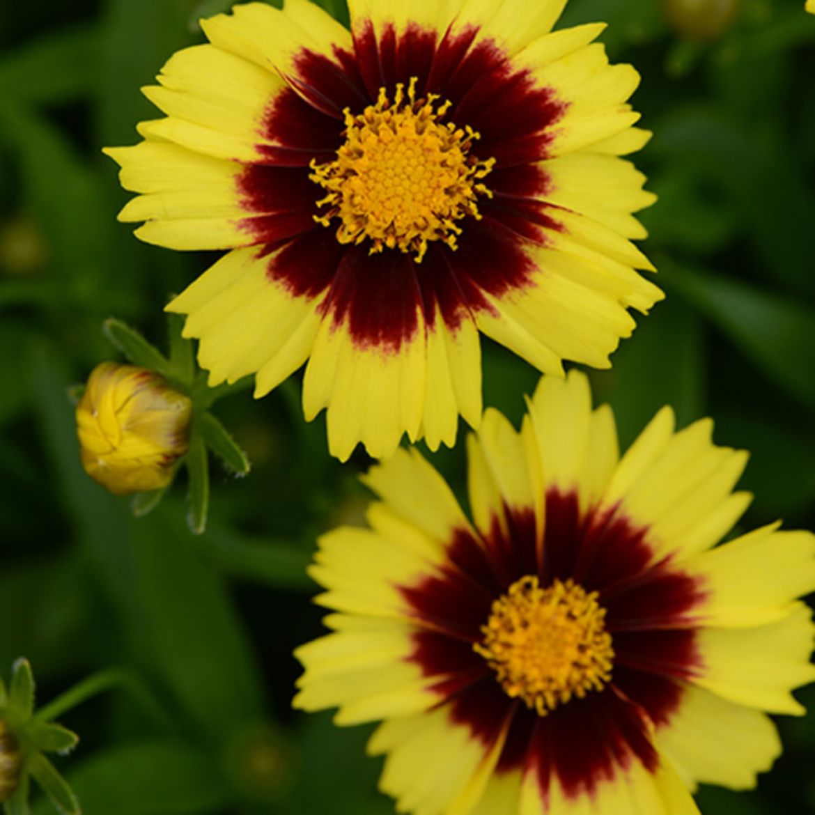 Picture of Coreopsis UpTick™ Yellow & Red