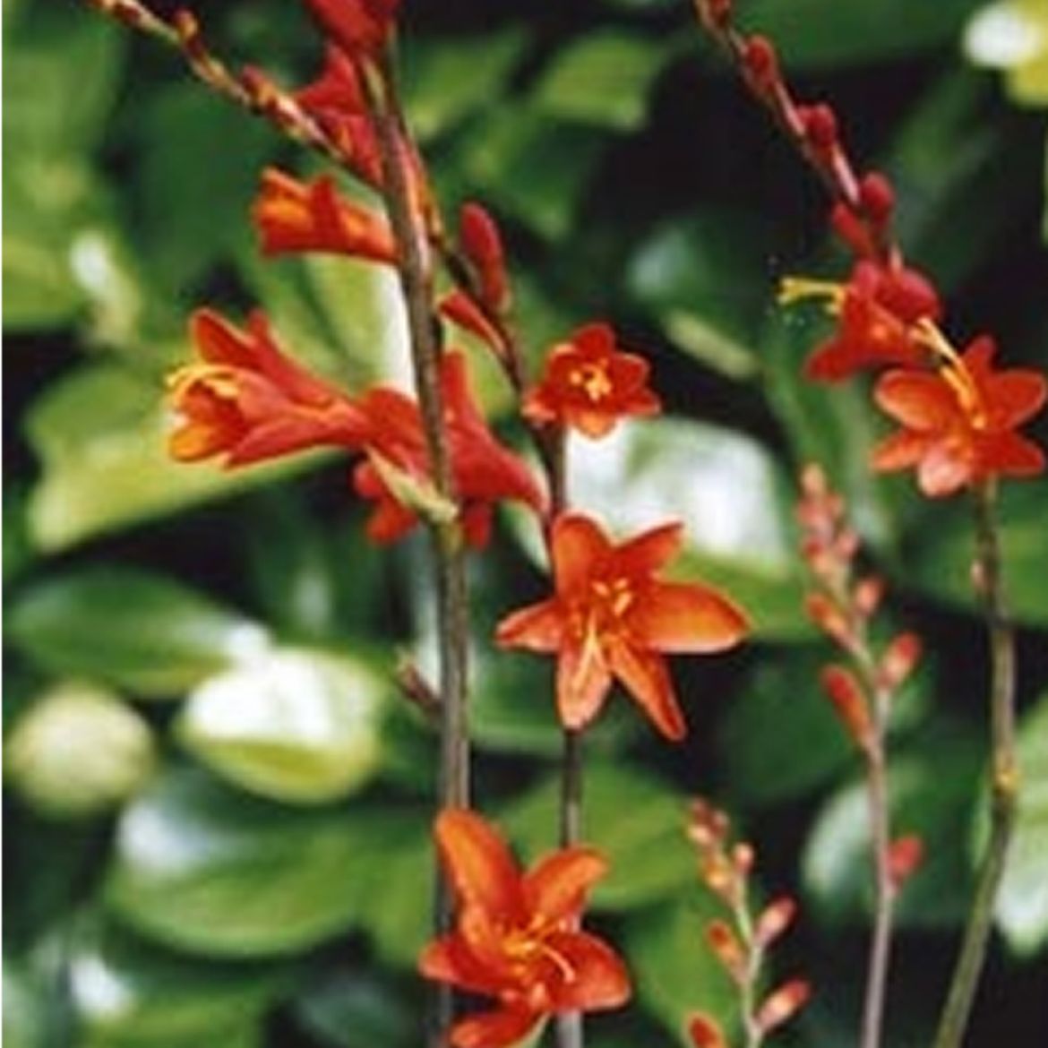 Picture of Crocosmia x c. 'Red King'