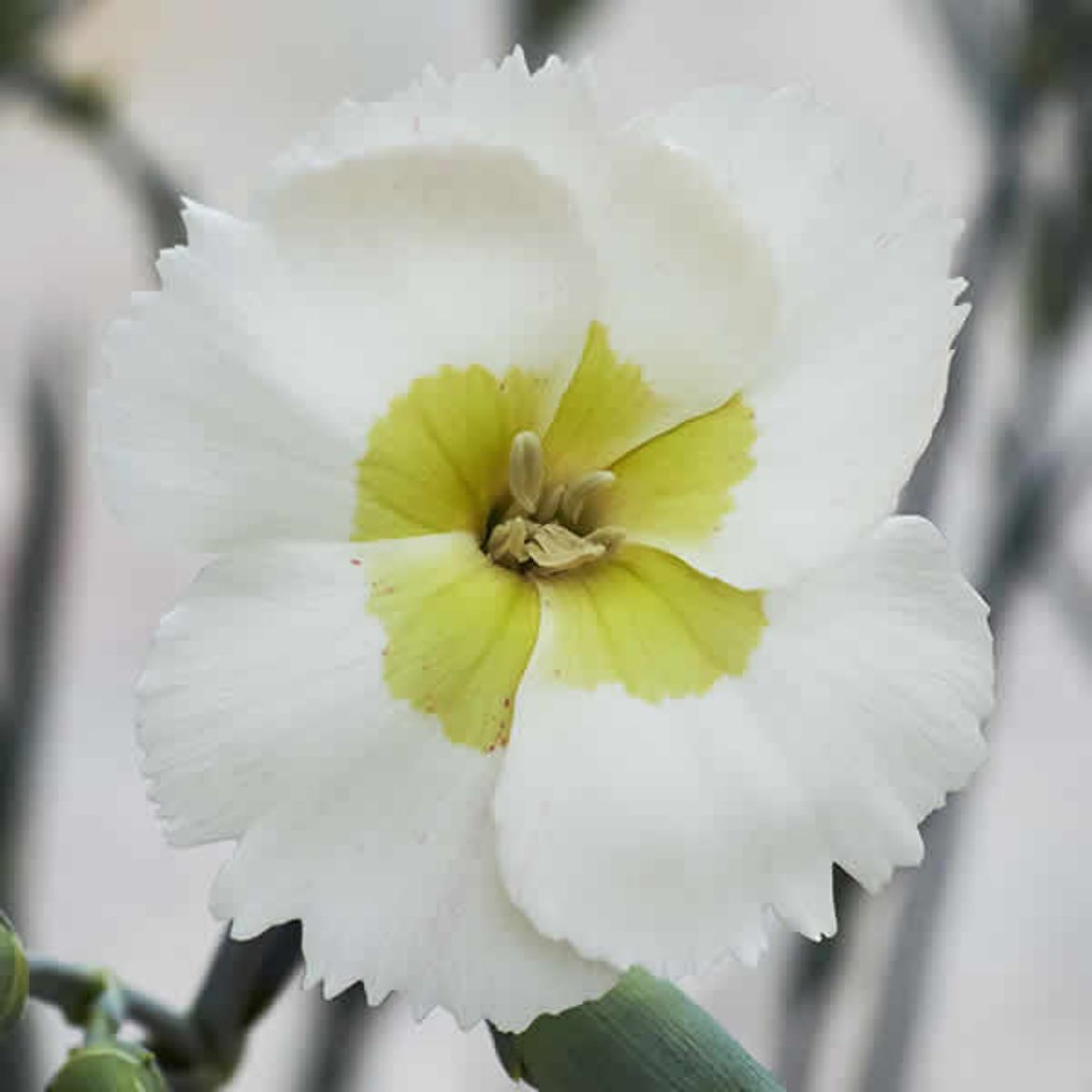 Picture of Dianthus American Pie™ 'Key Lime Pie'