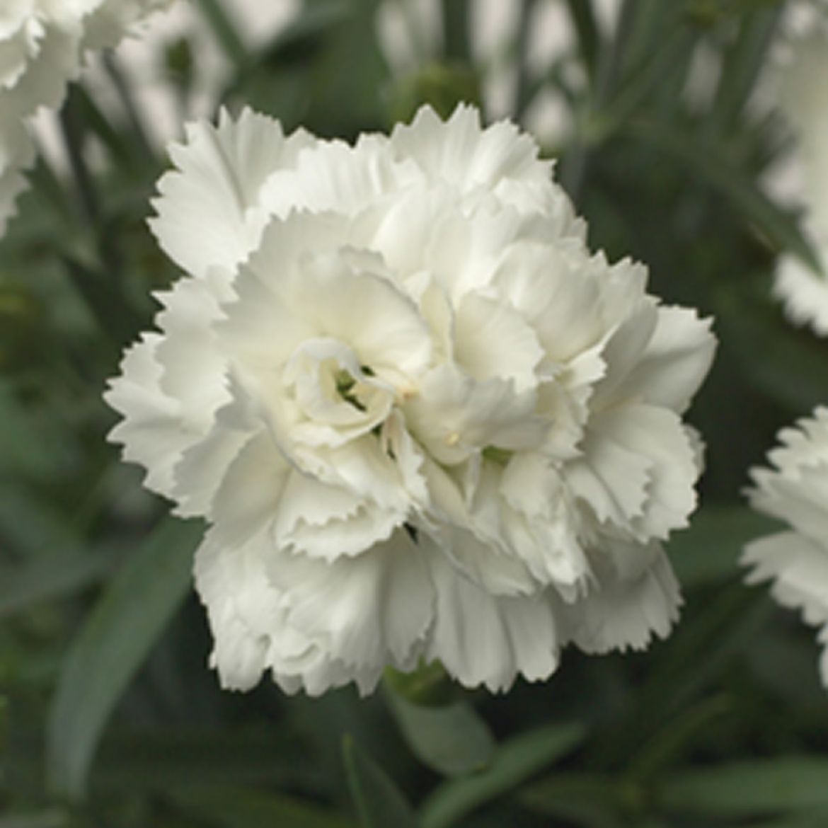 Picture of Dianthus Early Bird™ 'Frosty'