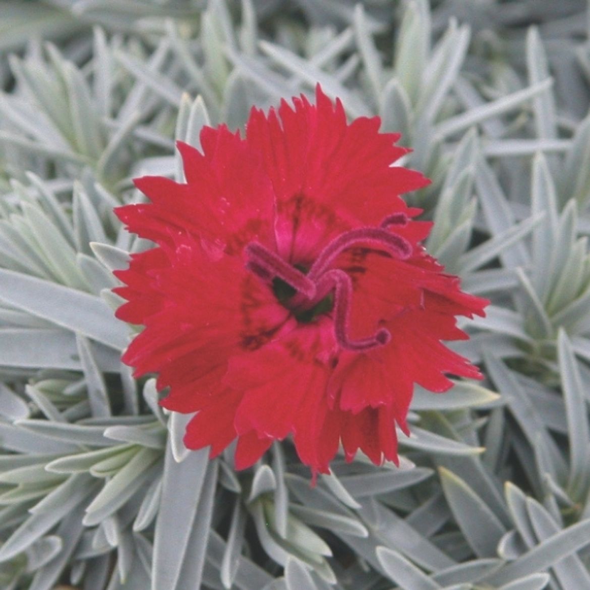 Picture of Dianthus Star Single™ Fire Star Improved
