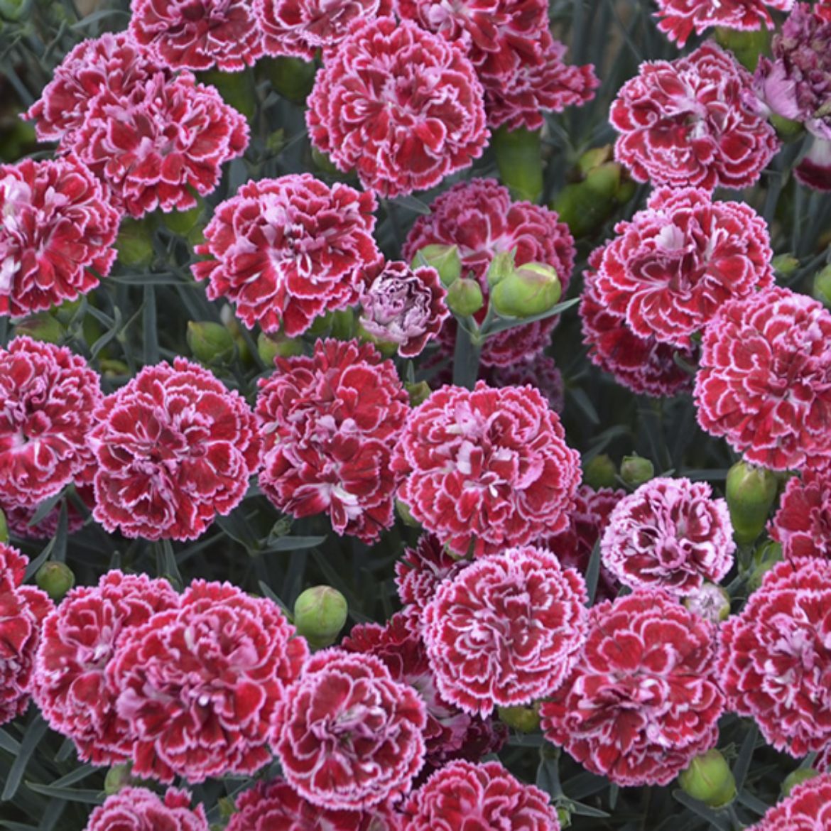 Picture of Dianthus Fruit Punch® 'Cherry Vanilla'