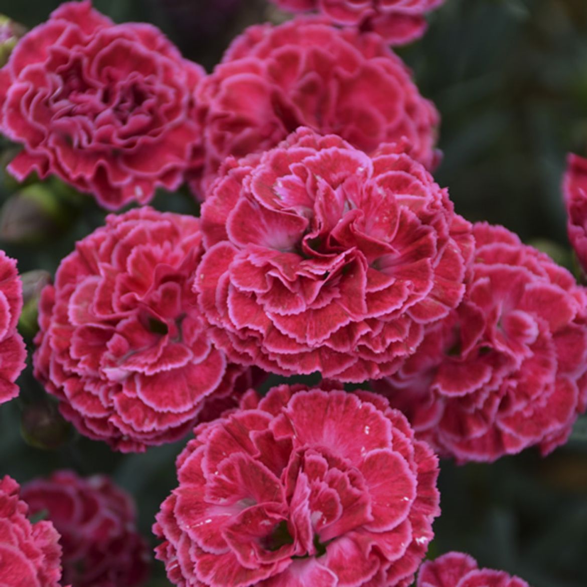 Picture of Dianthus Fruit Punch® 'Raspberry Ruffles'