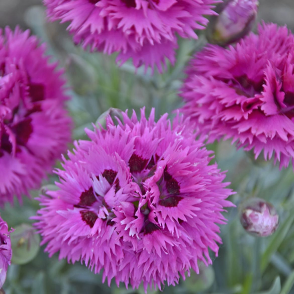 Picture of Dianthus Fruit Punch® 'Spiked Punch'