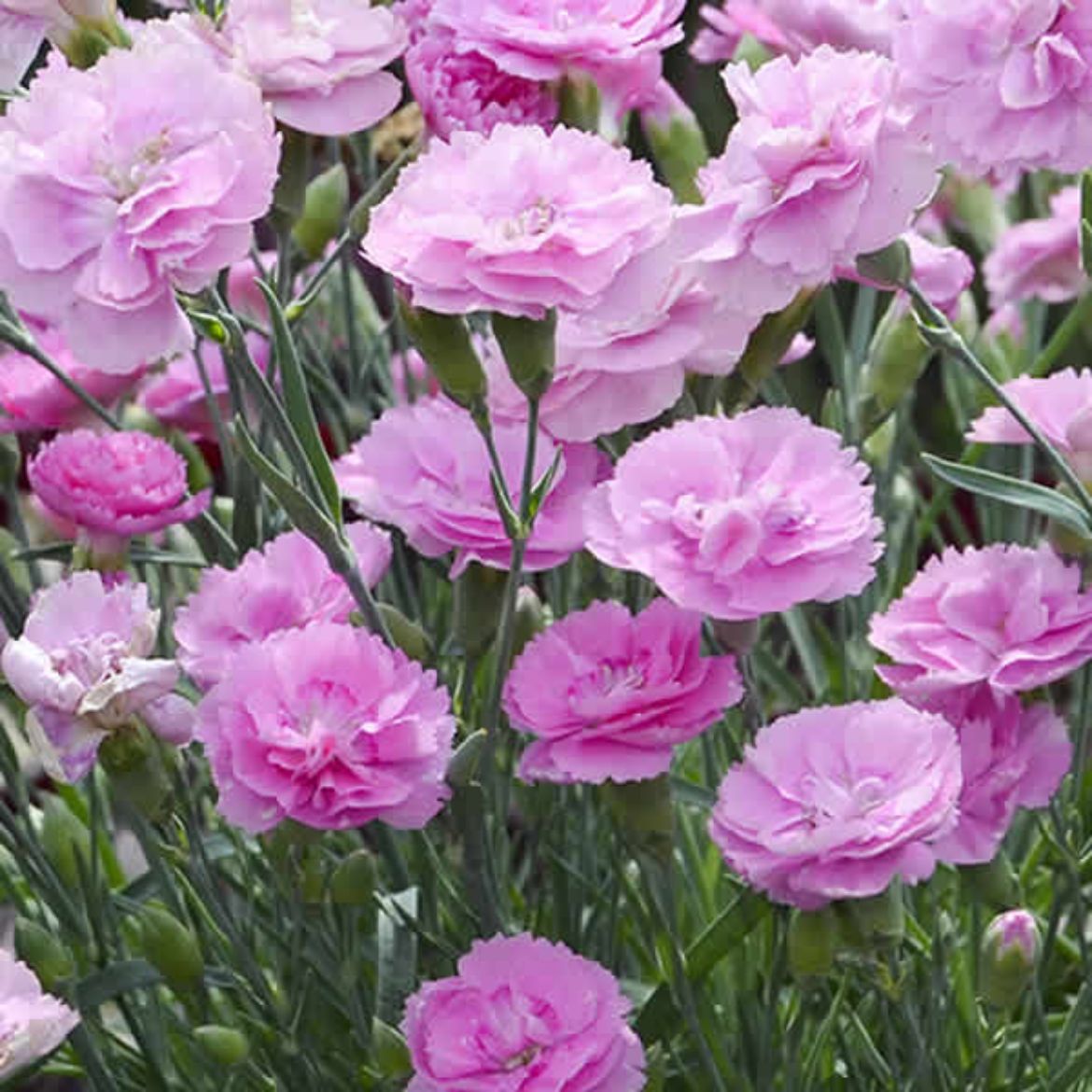 Picture of Dianthus Fruit Punch® 'Sweetie Pie'