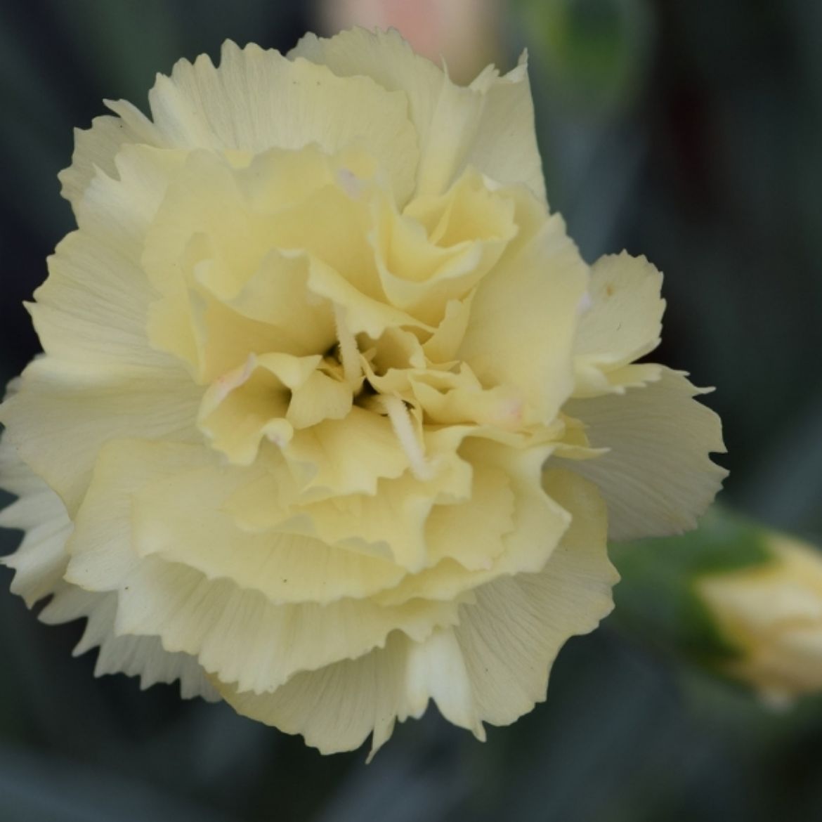 Picture of Dianthus Promotional™ Hello Yellow