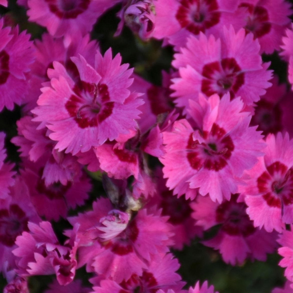 Overdevest Nurseries, LPDianthus 'Paint the Town Fancy'