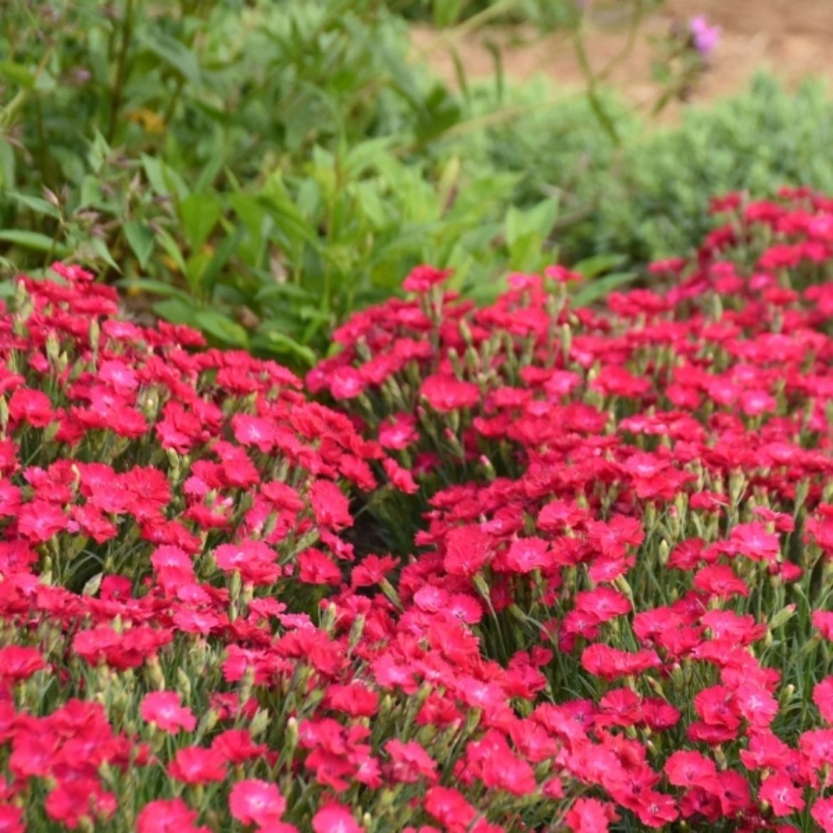 Picture of Dianthus 'Paint the Town Red'