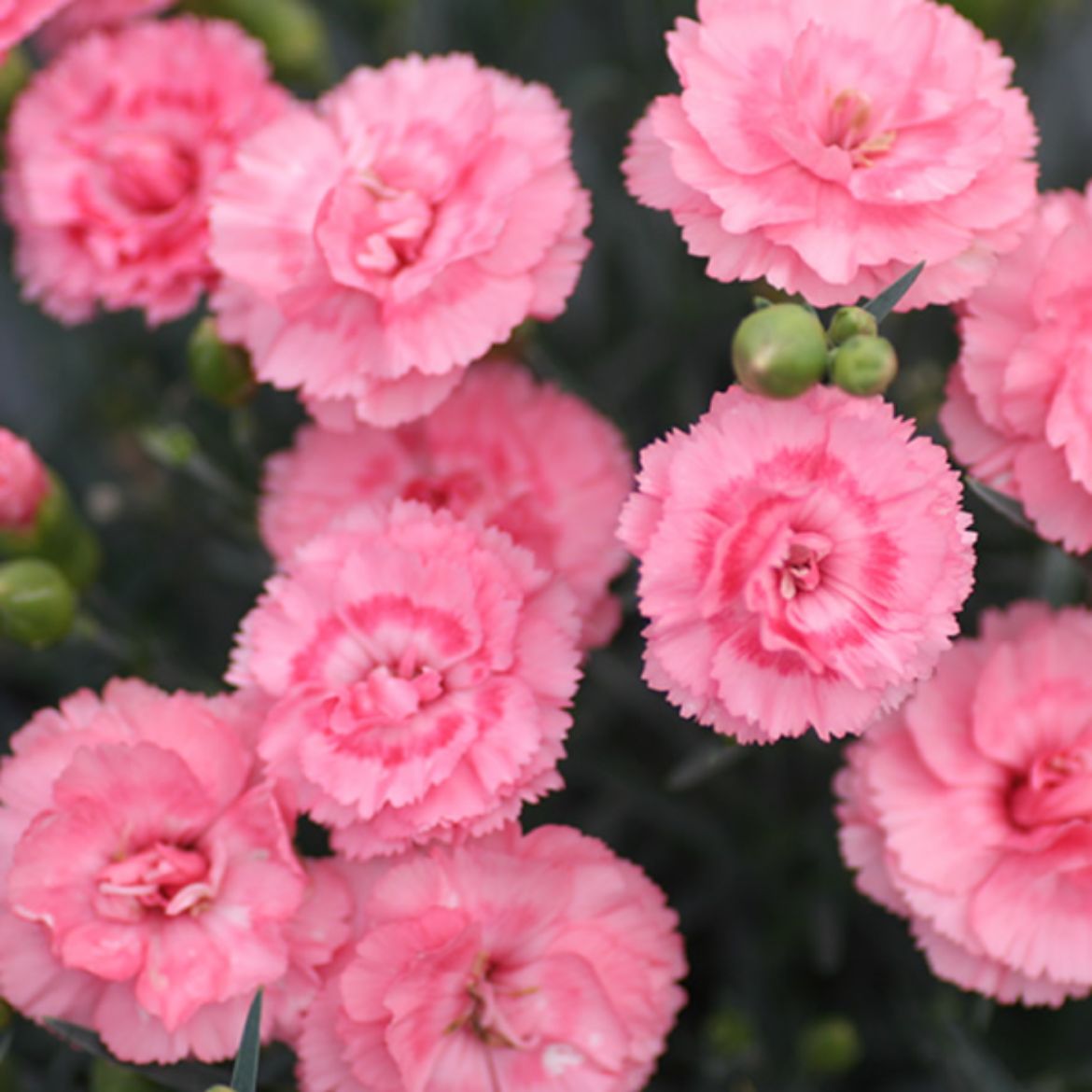 Picture of Dianthus Scent First® 'Romance'
