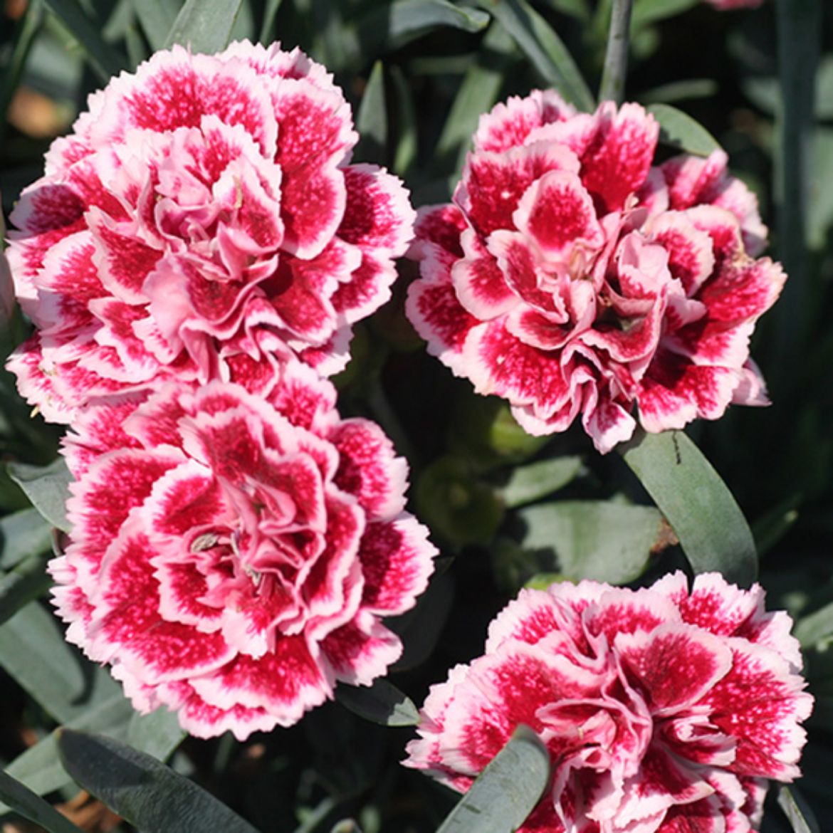 Picture of Dianthus Scent First® 'Sugar Plum'