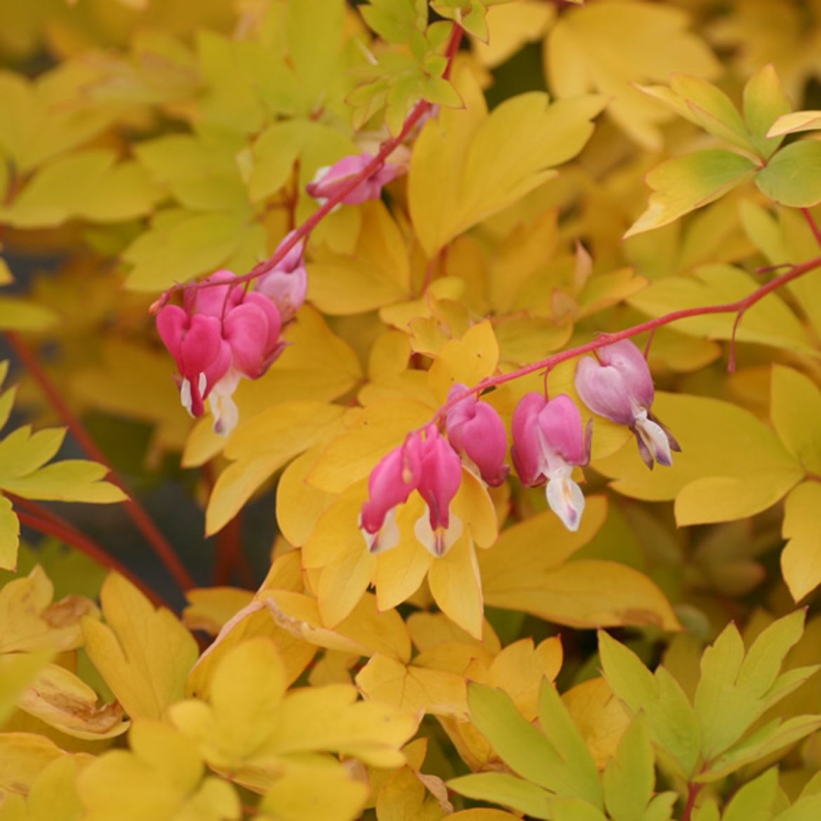 Overdevest Nurseries, LPDicentra 'Gold Heart'