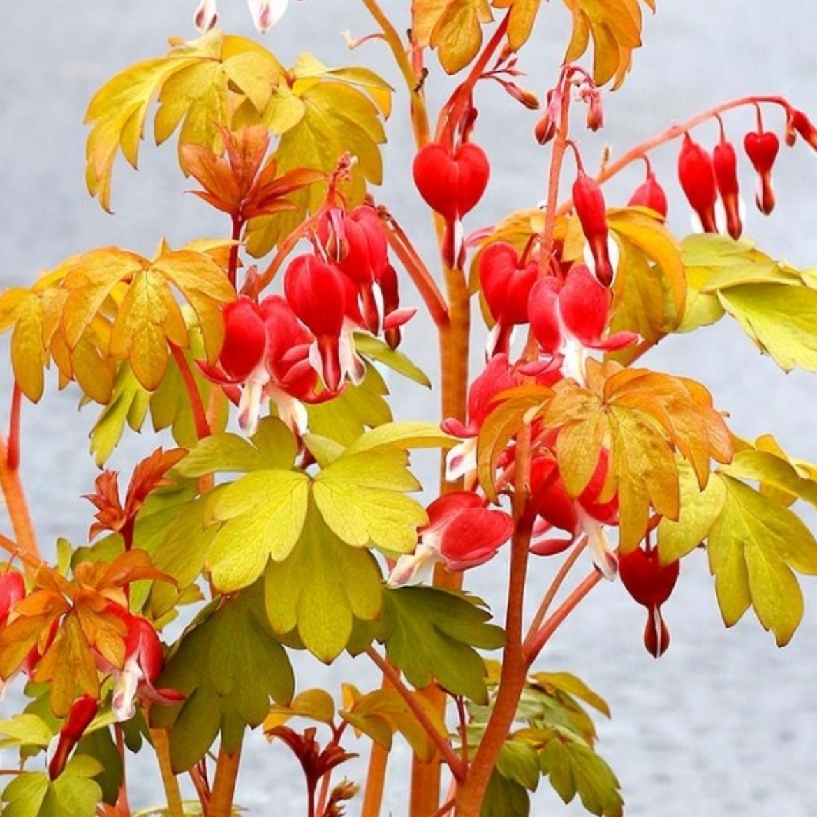 Picture of Dicentra spe. 'Ruby Gold'