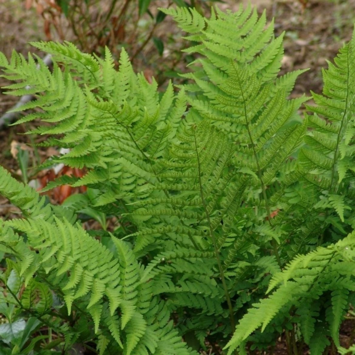 Overdevest Nurseries, LP-Dryopteris goldiana (Giant Wood fern)