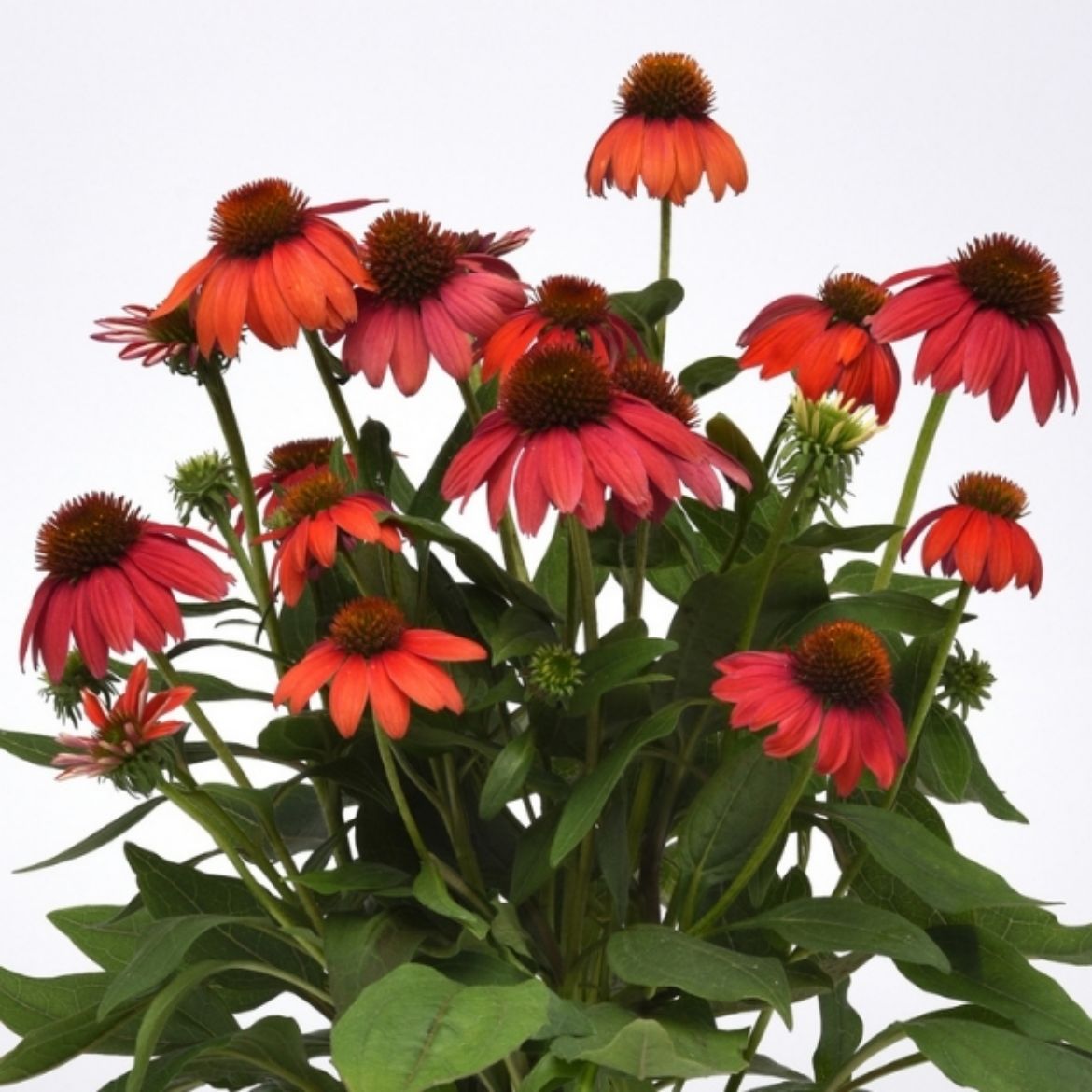 Picture of Echinacea Artisan™ Red Ombre