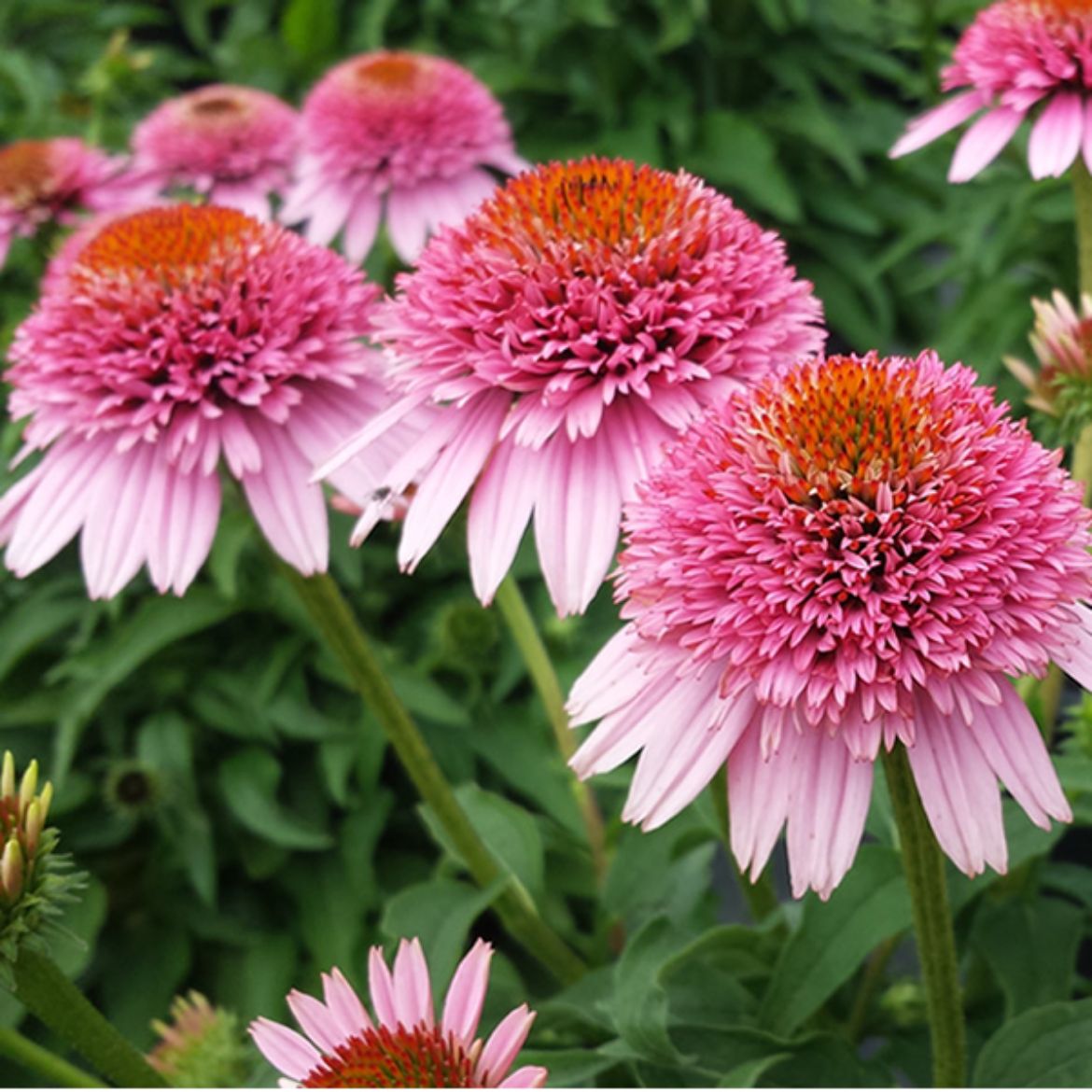 Picture of Echinacea pur. Cone-Fections™ 'Butterfly Kisses'