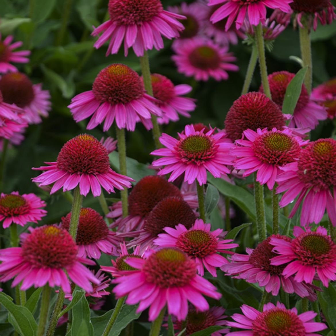 Picture of Echinacea 'Delicious Candy'