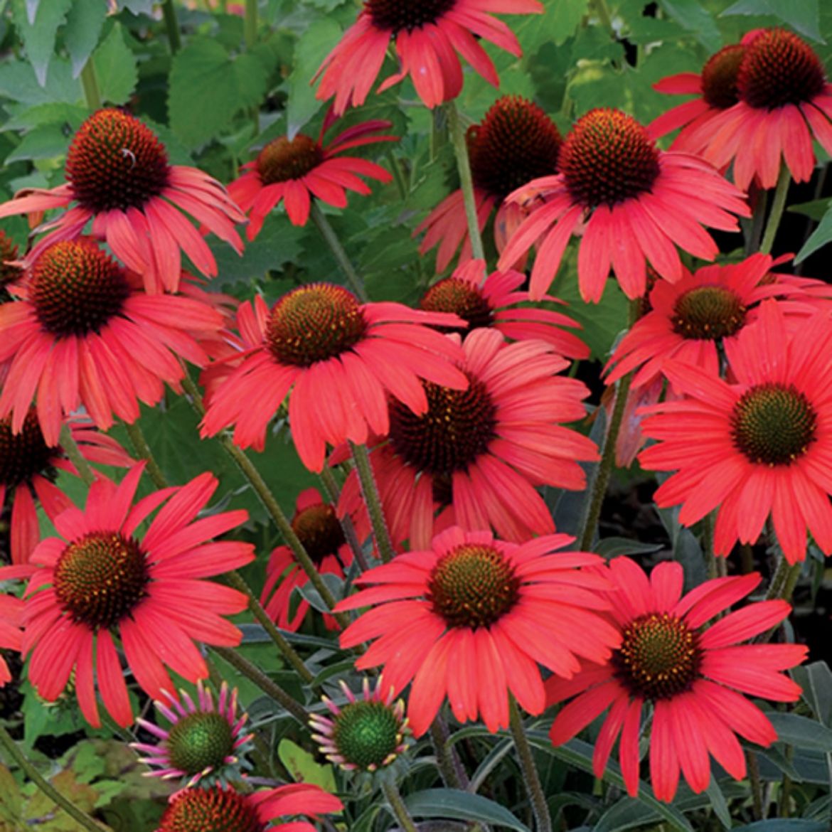 Picture of Echinacea 'Dixie Scarlet'