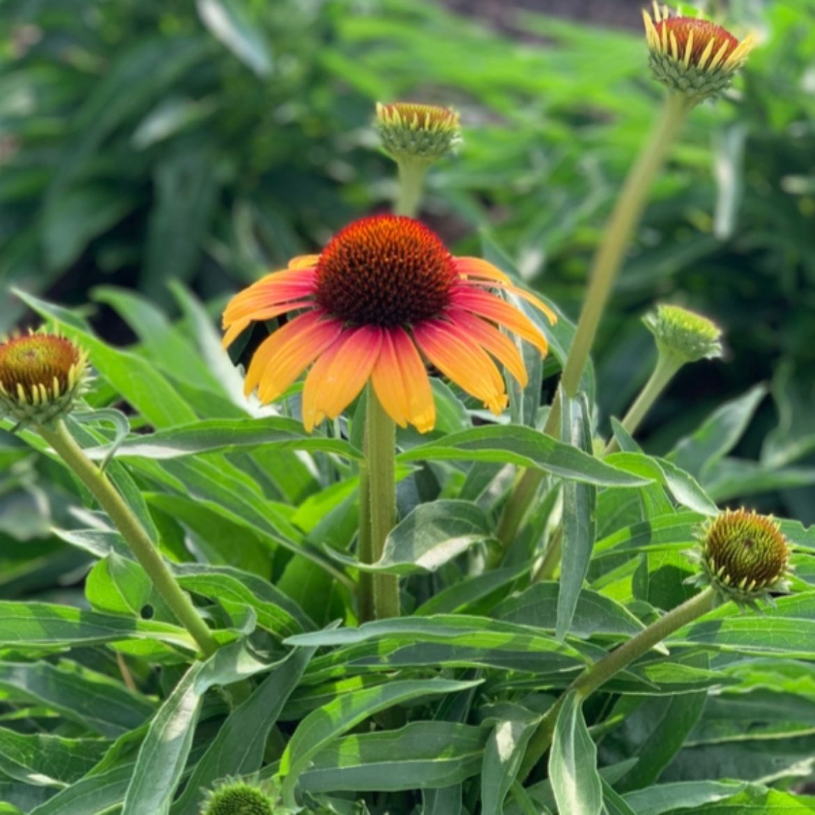 Picture of Echinacea Fine Feathered™ 'Parrot'
