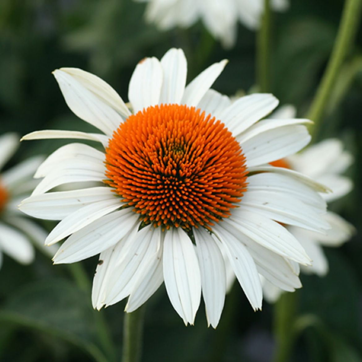 Picture of Echinacea pur. 'Fragrant Angel'
