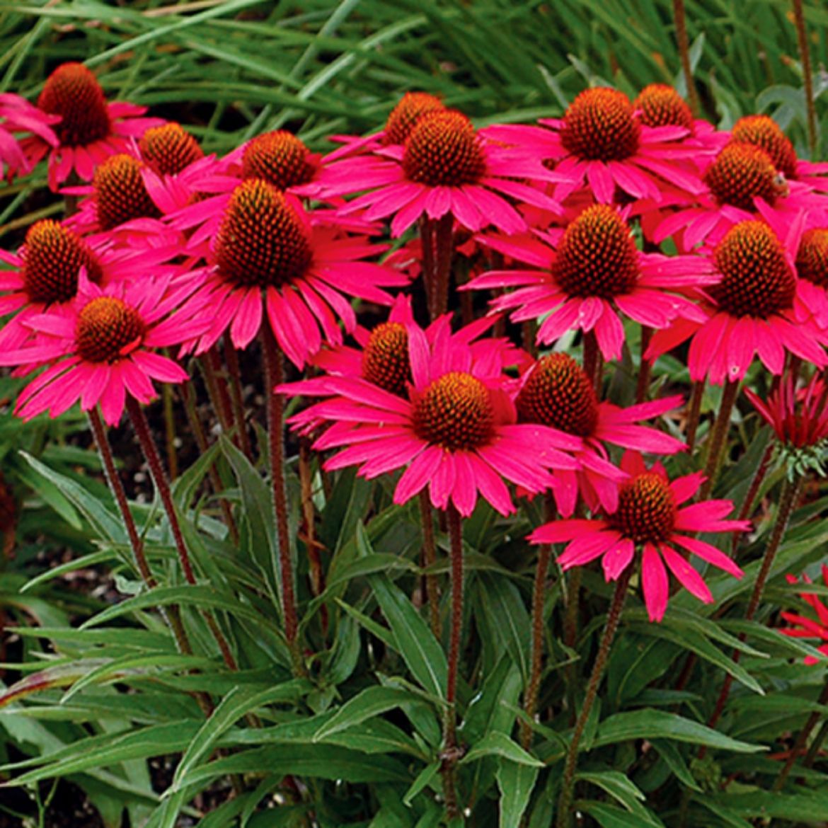 Picture of Echinacea 'Glowing Dream'