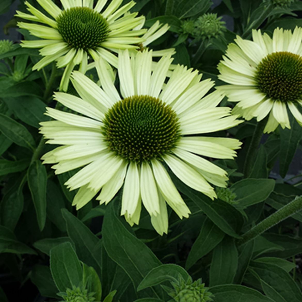 Picture of Echinacea pur. 'Green Jewel '
