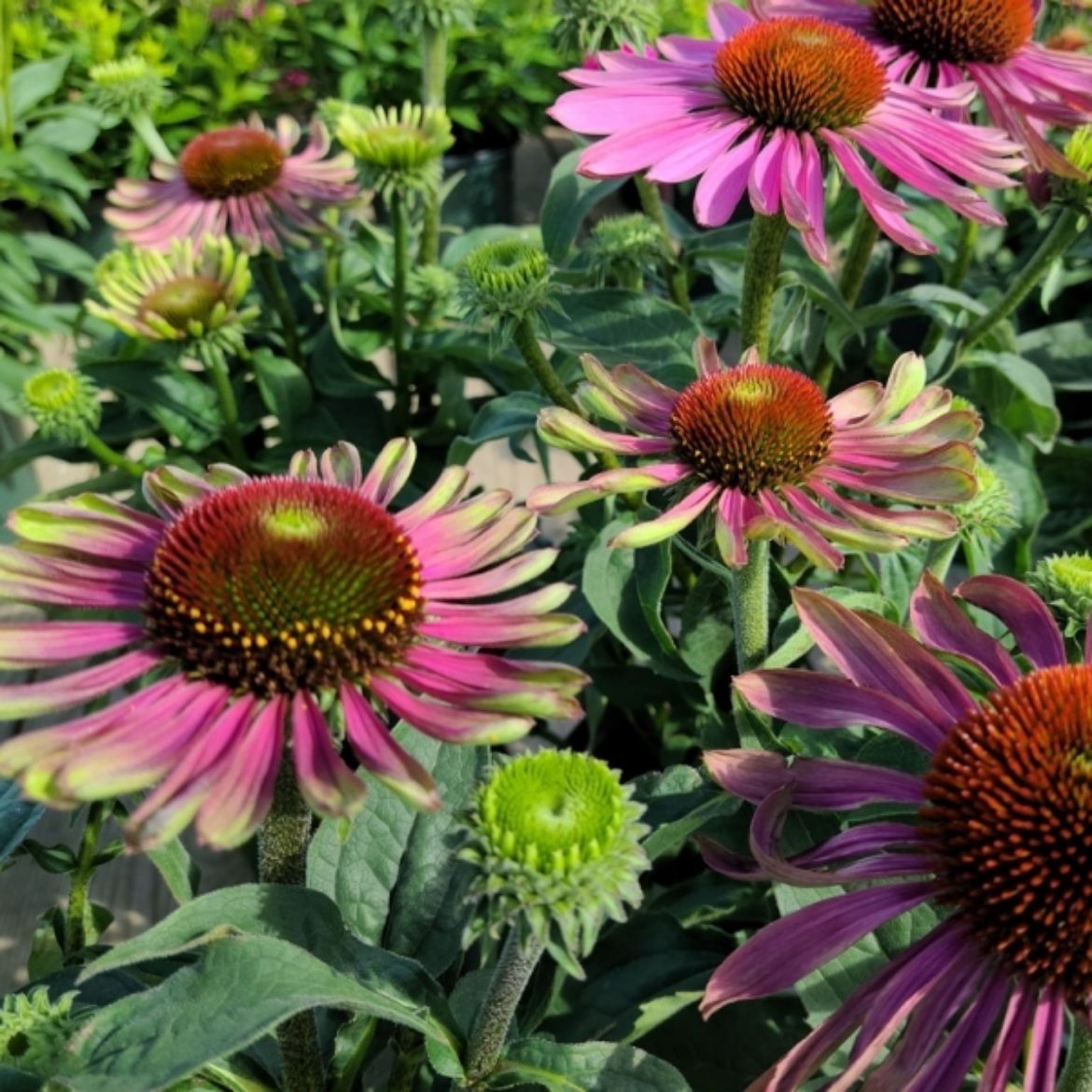 Picture of Echinacea pur. 'Green Twister'