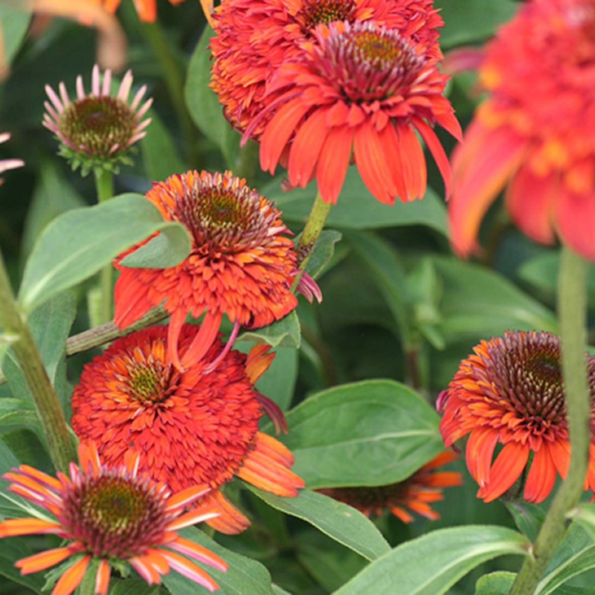 Picture of Echinacea Cone-Fections™ 'Hot Papaya'