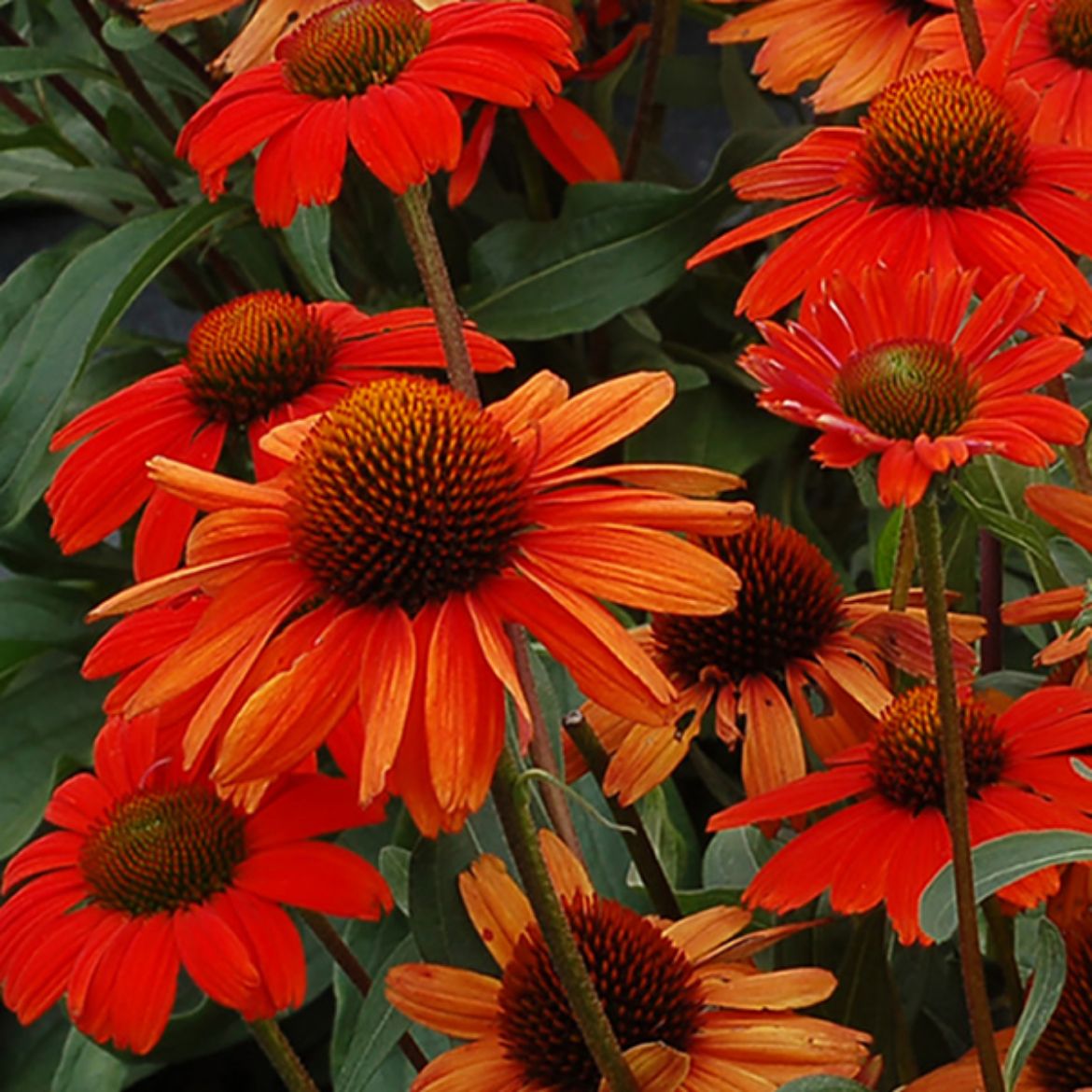 Picture of Echinacea Kismet® Intense Orange