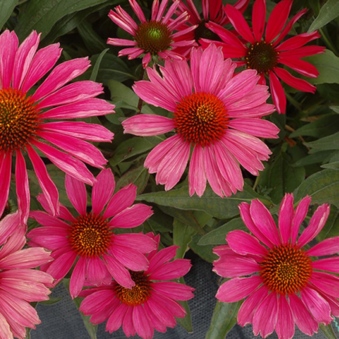 Overdevest Nurseries, LP-Echinacea Kismet® Raspberry