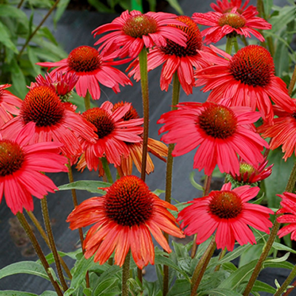 Picture of Echinacea Kismet® Red