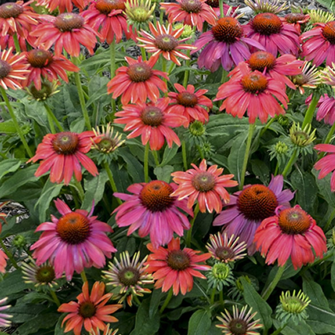 Picture of Echinacea Summersong™ Firefinch™ (Lakota™ 'Fire')