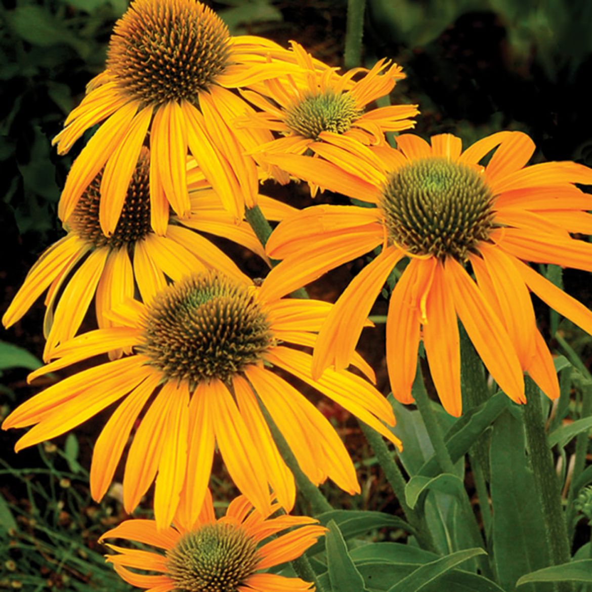Picture of Echinacea 'Now Cheesier'