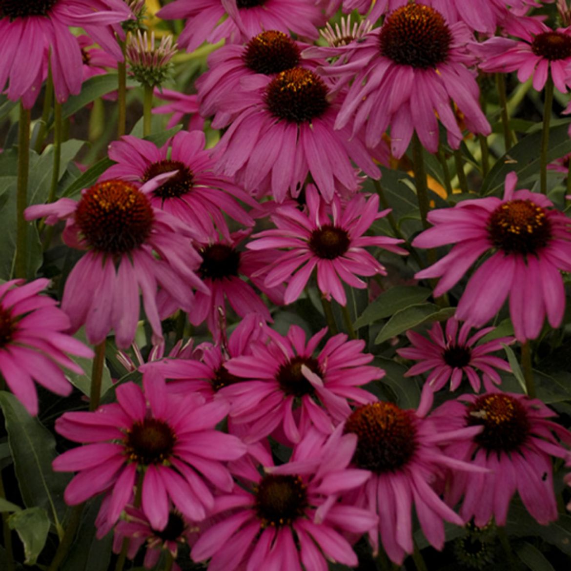 Picture of Echinacea Butterfly™ 'Purple Emperor'