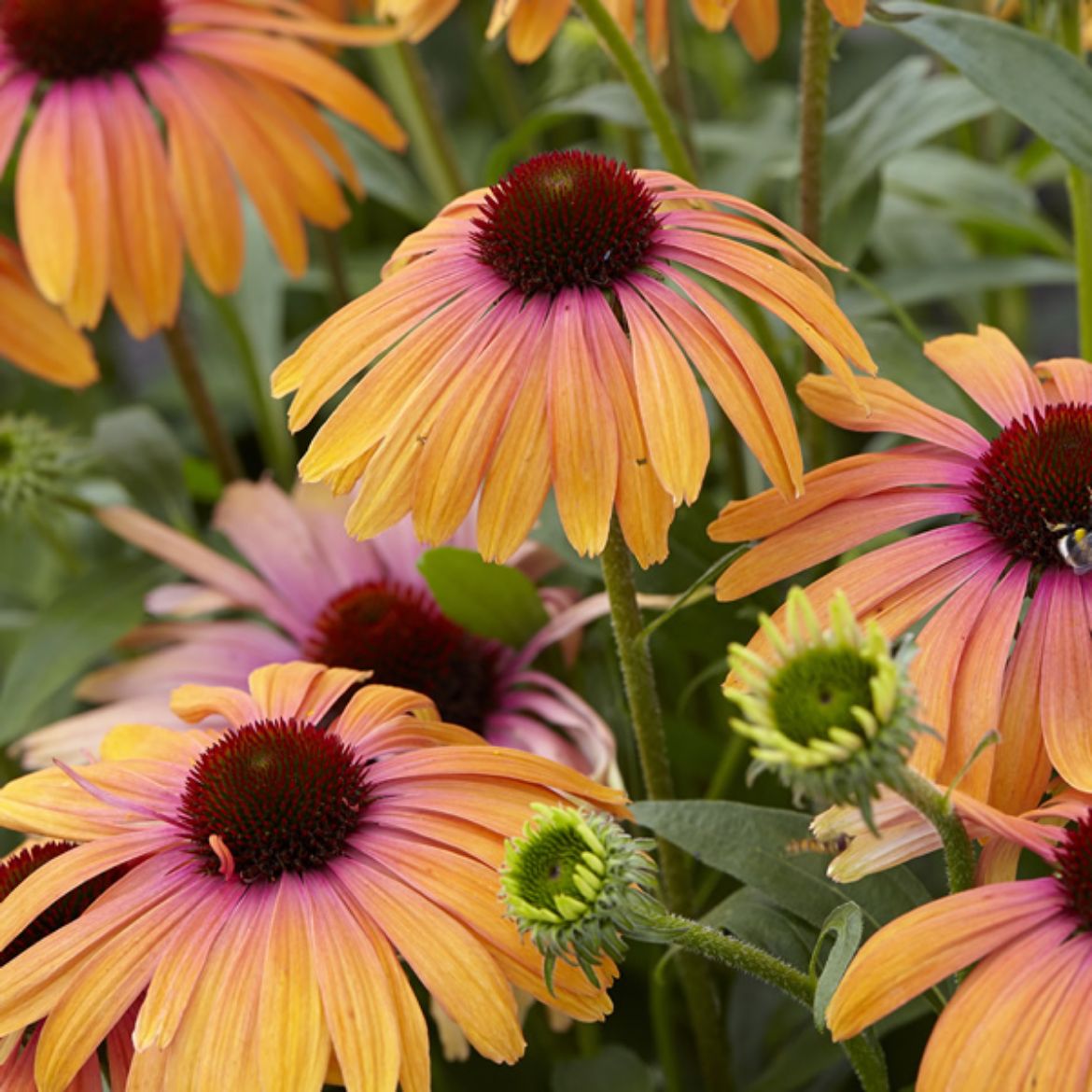 Picture of Echinacea Butterfly™ 'Rainbow Marcella'