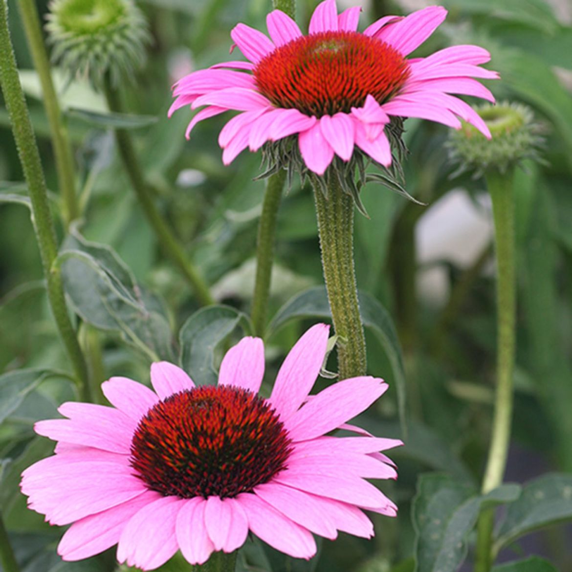 Picture of Echinacea pur. 'Ruby Star'