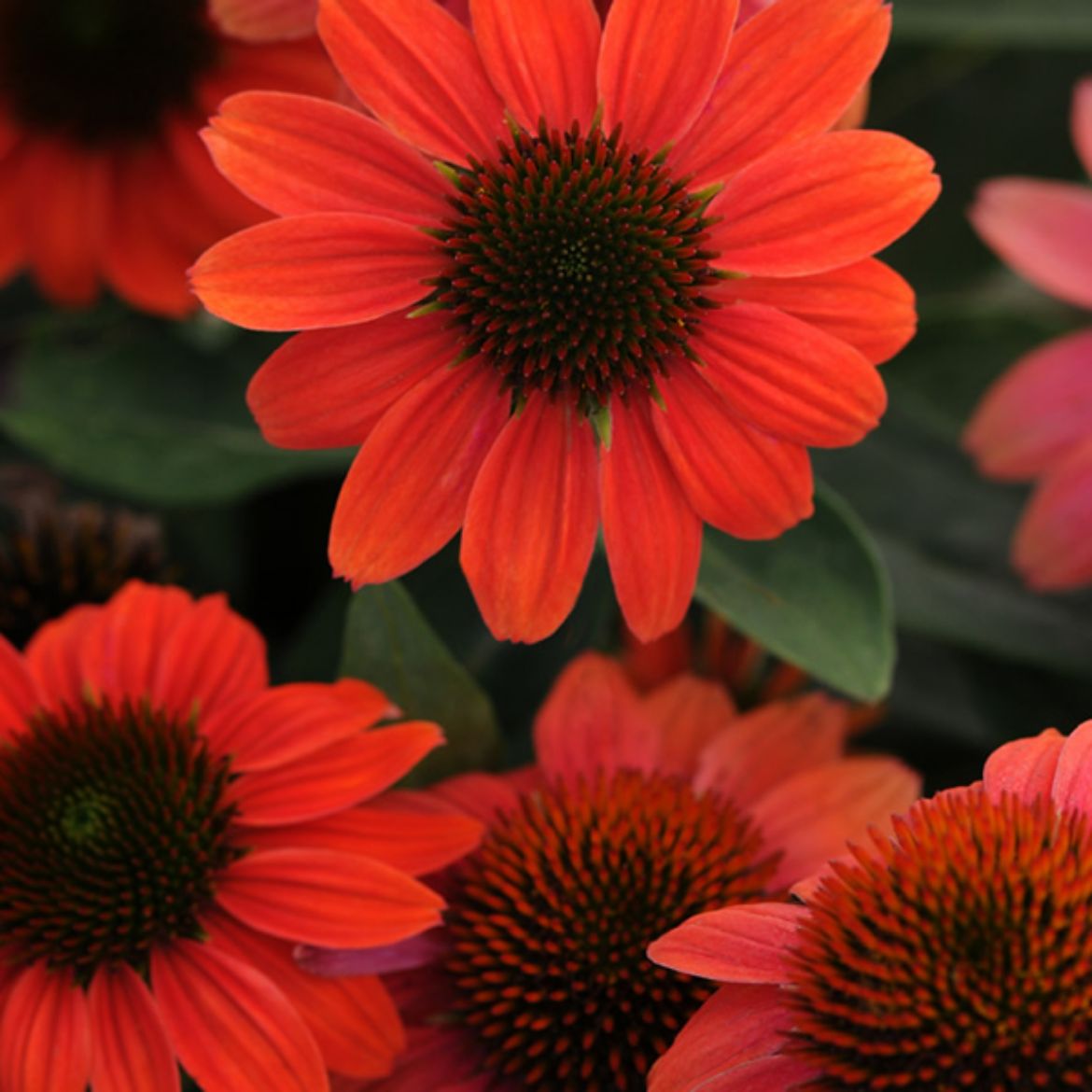 Picture of Echinacea Sombrero® Hot Coral