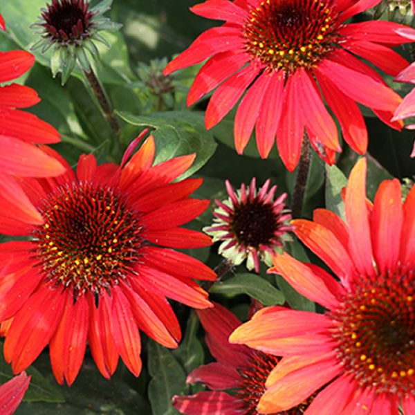 Overdevest Nurseries, LP-Echinacea Sombrero® Sangrita