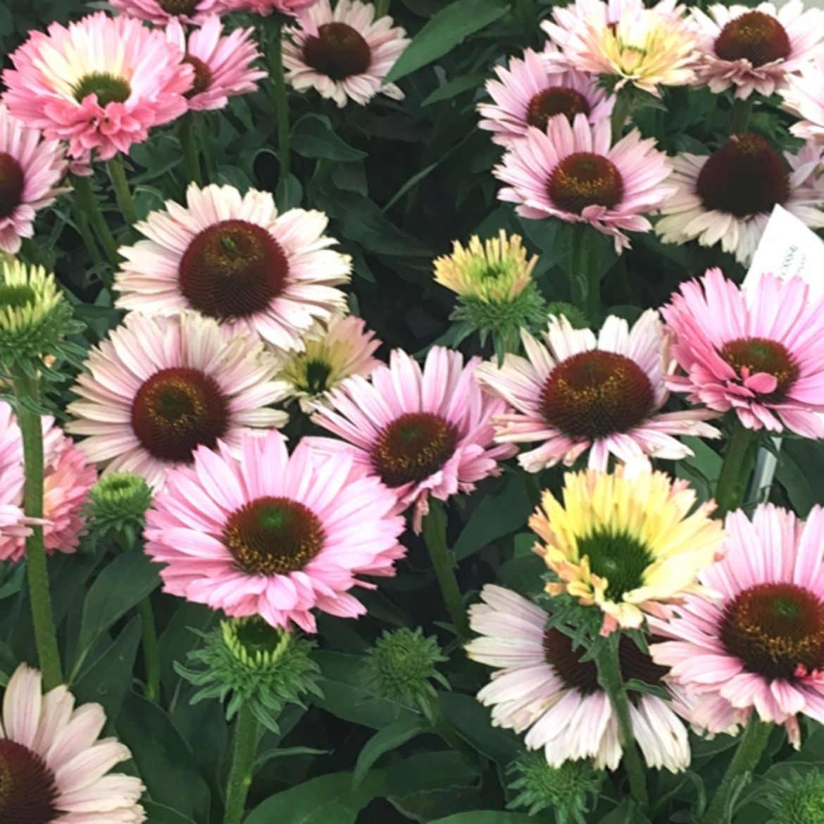 Picture of Echinacea SunSeekers 'Salmon'