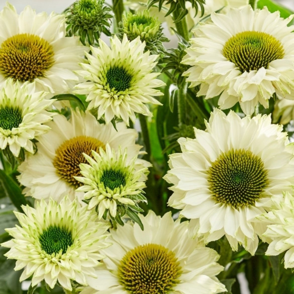 Picture of Echinacea SunSeekers 'White Perfection'