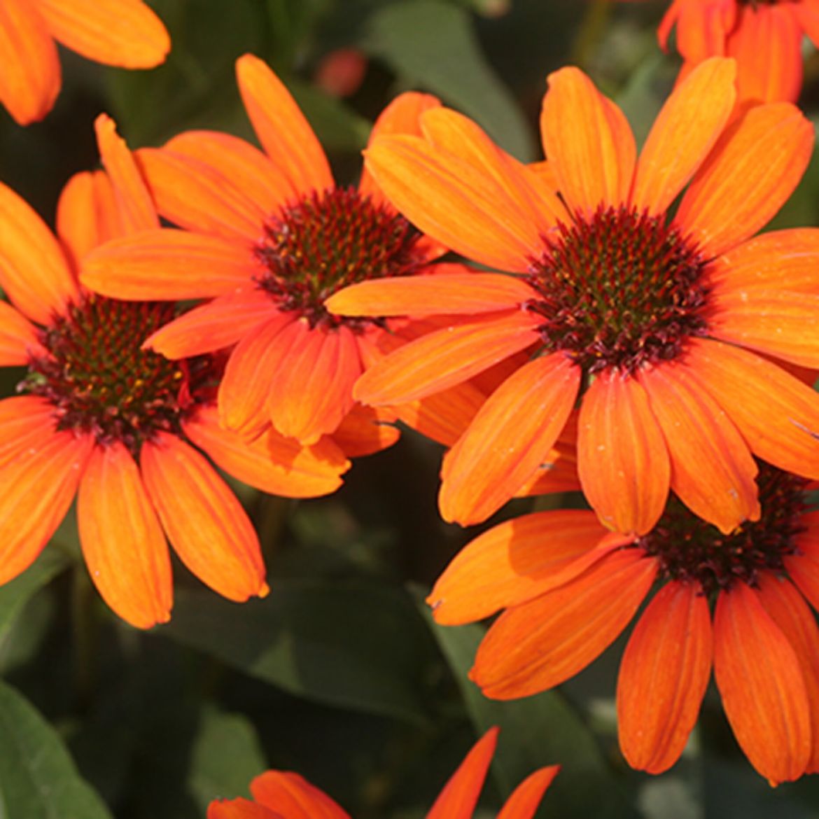 Picture of Echinacea 'Tiki Torch'