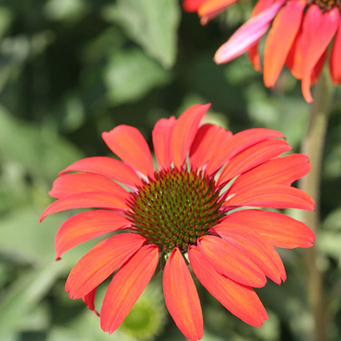 Picture of Echinacea 'Tomato Soup'