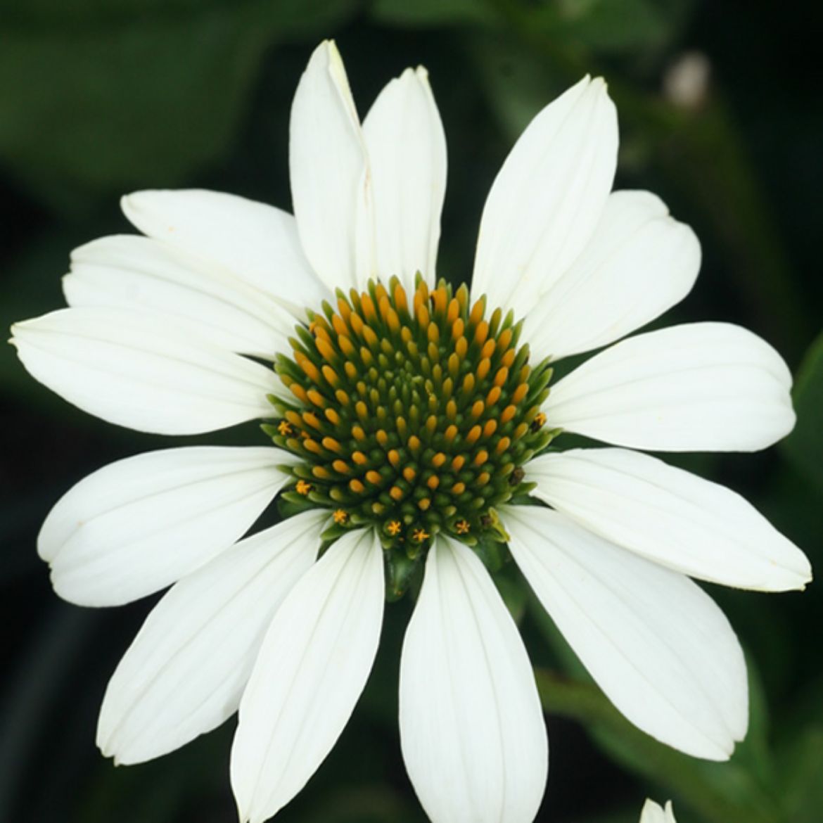 Picture of Echinacea pur. 'White Swan'