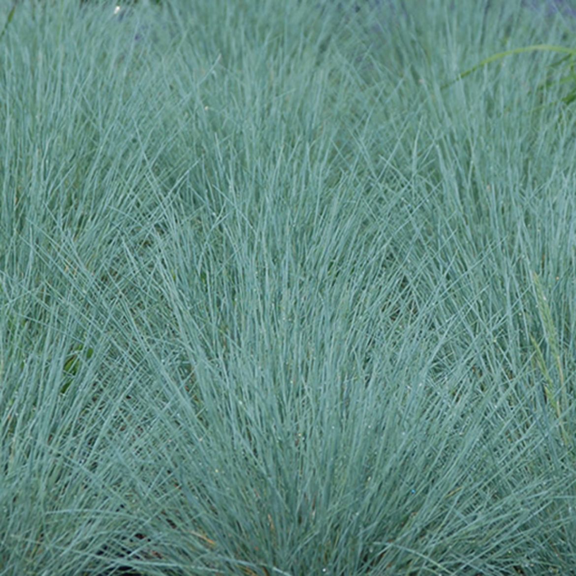 Picture of Festuca x. 'Cool as Ice'
