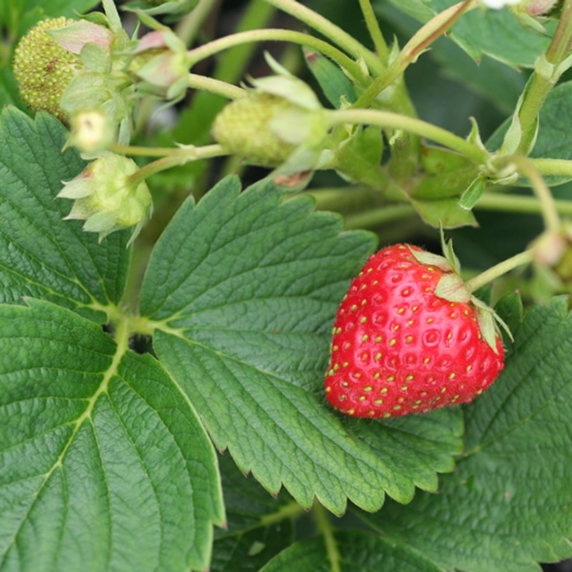 Picture of Fragaria (Strawberry) x a. 'Eversweet'