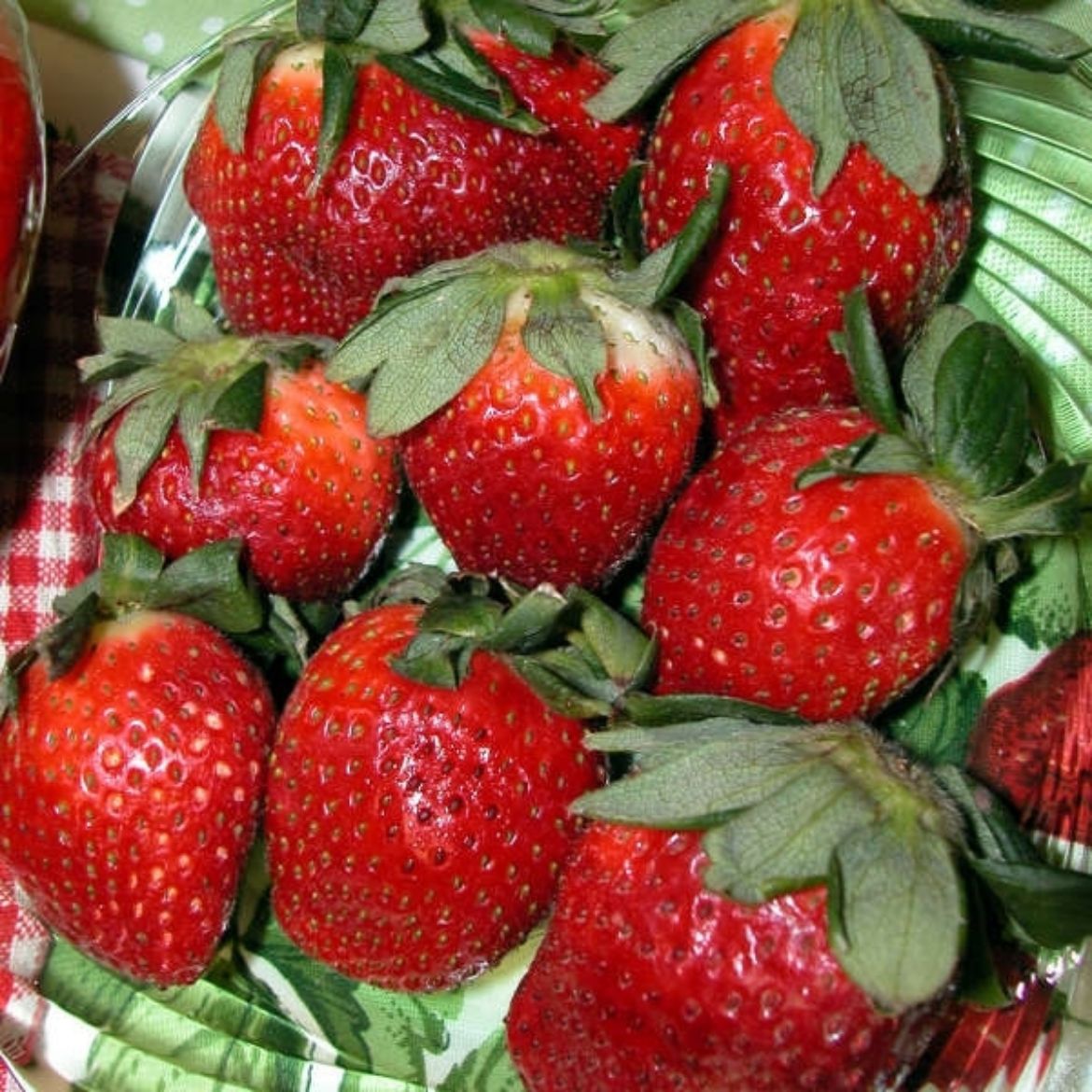Picture of Fragaria (Strawberry) x a. 'Quinault'