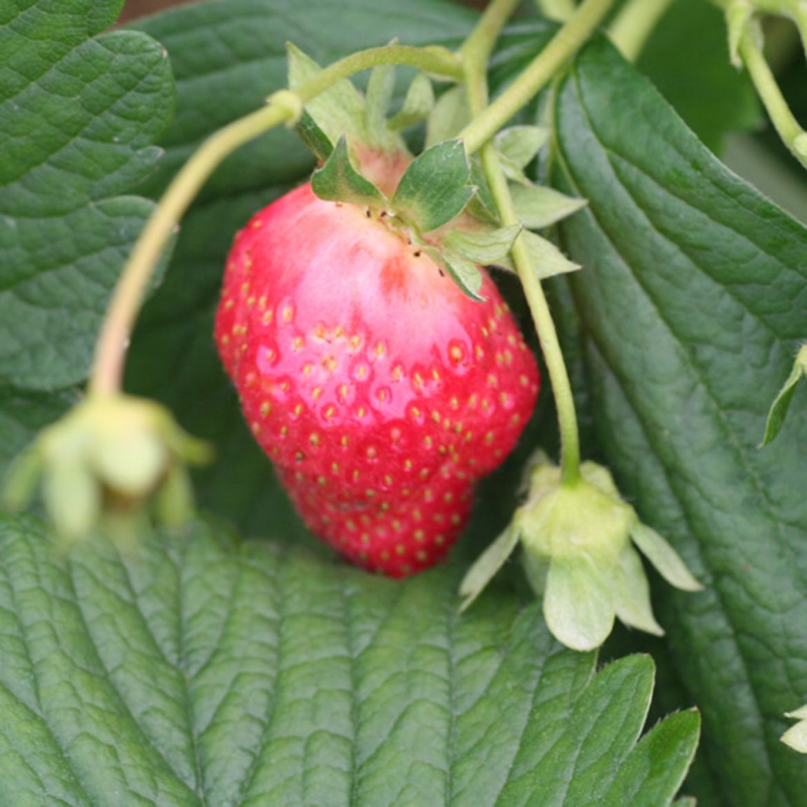Picture of Fragaria (Strawberry) x a. 'Seascape'