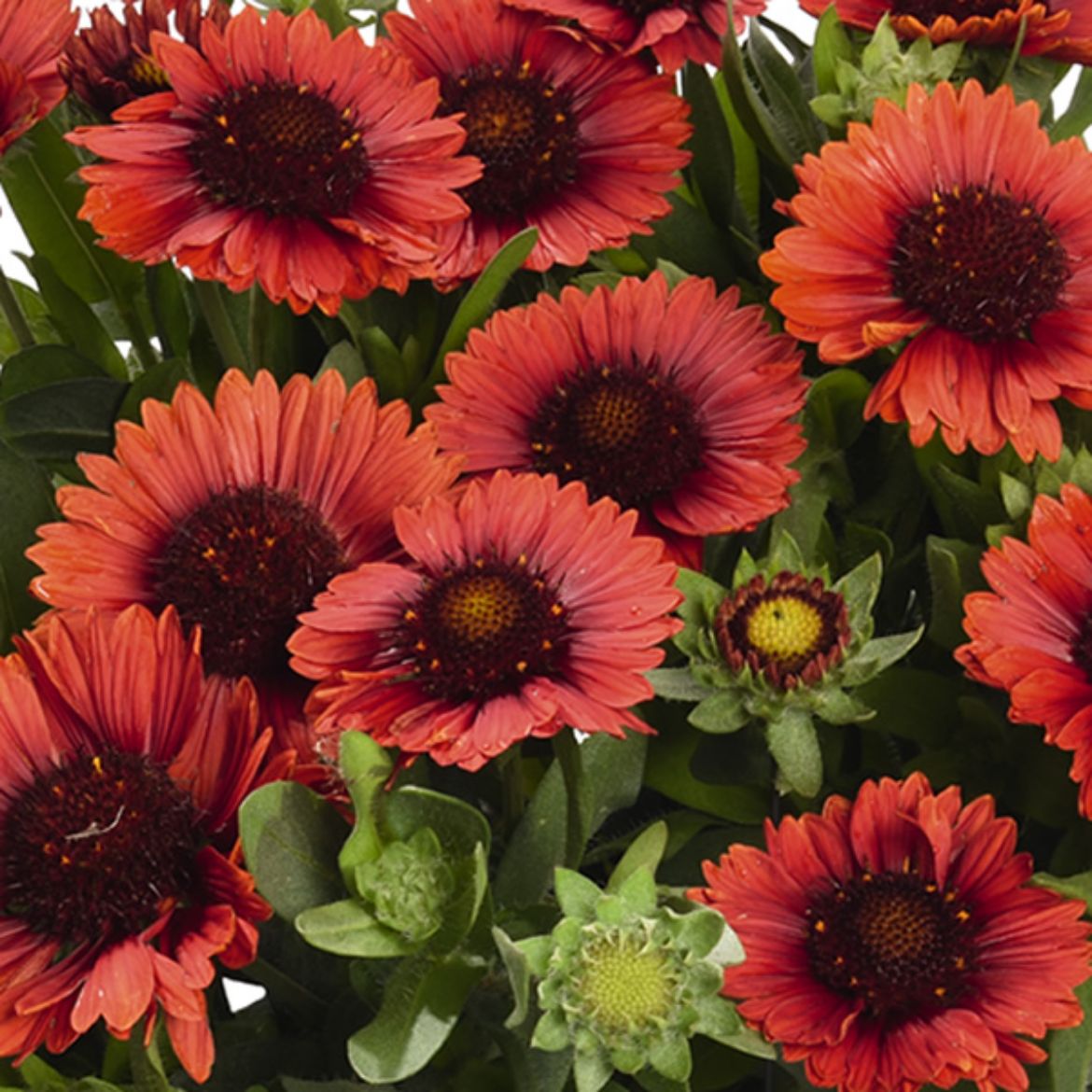 Overdevest Nurseries, LP-Gaillardia 'Spintop Red'